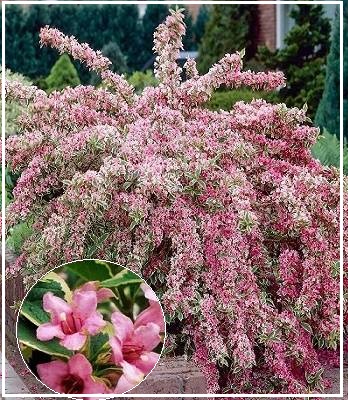 Вейгела квітуча "Nana Variegata" 