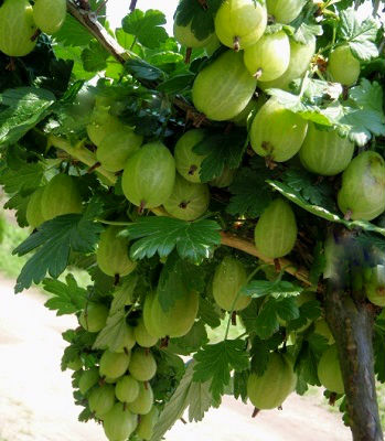 Аґрус "Invicta" (Привитий на штамбі)