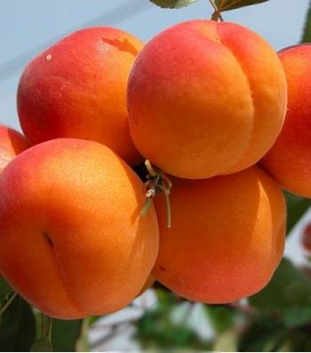 Абрикос Харкот 