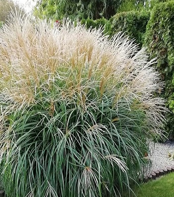 Miscanthus sinensis "Adagio" 