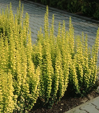 Барбарис "Golden Pillar" 