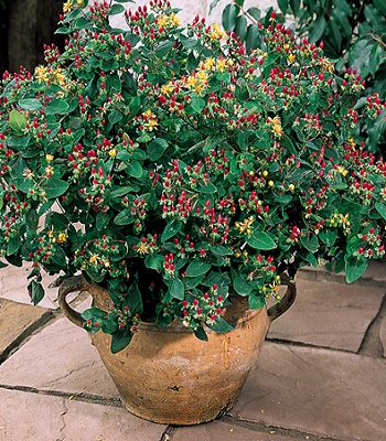 Звіробій "Excellent Flair" 