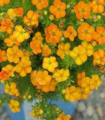 Лапчатка кущова "Bella Sol" 