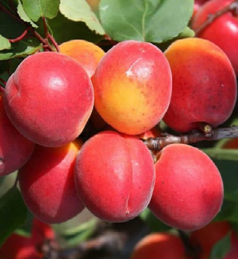 Абрикос Приція