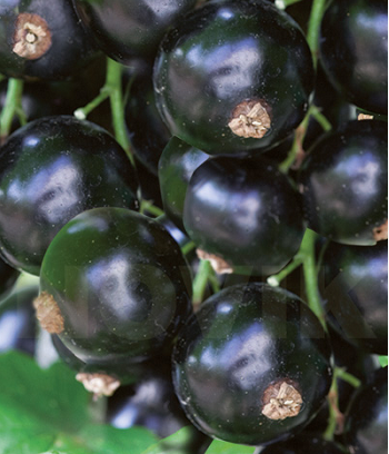 Смородина "Ювілейна Копаня" 