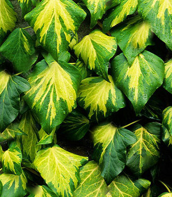 Плющ колхідський "Sulphur Heart" 