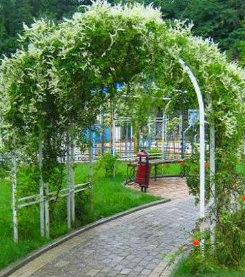 Горець бальджуанский