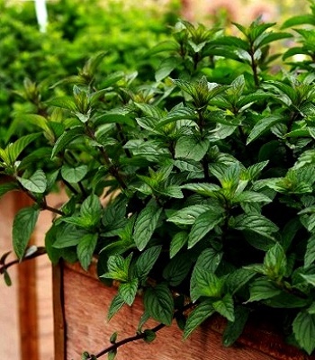 М'ята перцева 