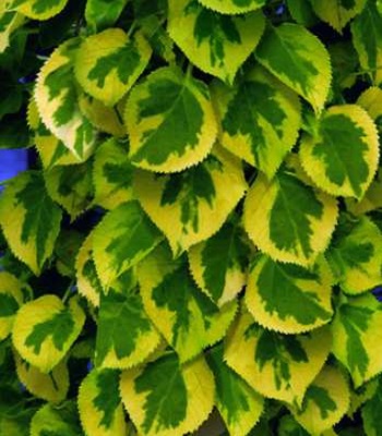 Гортензія плетиста "Mirranda"