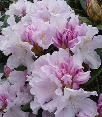 Рододендрон "Hoppy"