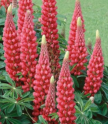 Люпин "The Pages" 