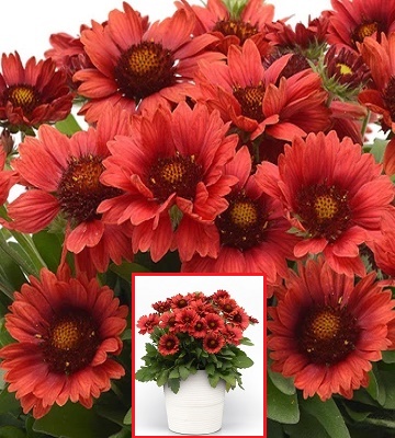 Гайлардія "Mesa Red"