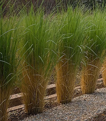 Panicum virgatum "Northwind"