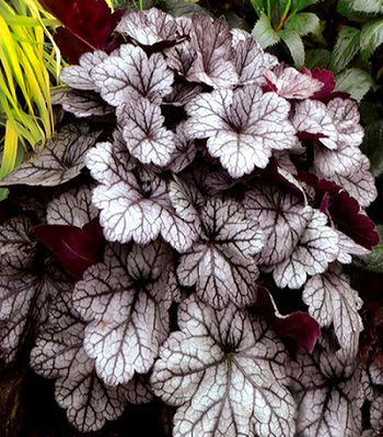 Гейхера "Glitter"