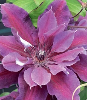 Клематис "My Beauty" 