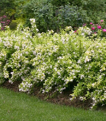 Дейція "Variegata" 