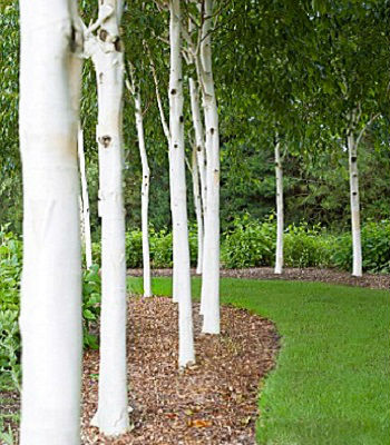 Береза паперова