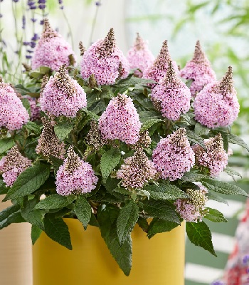 Будлея Давида "Little Rockstars" Pink" 