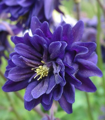 Аквілегія звичайна "Blue Barlow"
