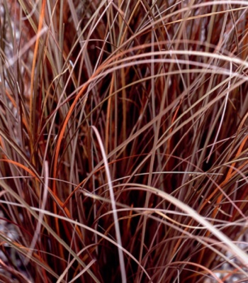 Carex "Milk Chocolate" 