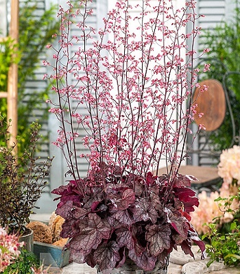 Гейхера "Regina" 