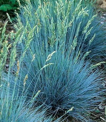 Festuca glauca "Elijah Blue" 