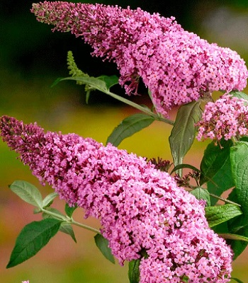 Будлея Давида "Pink Panther" 