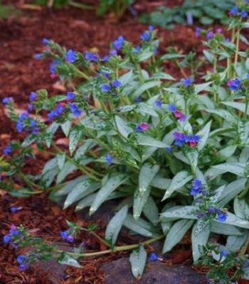 Медунка "Samourai" 