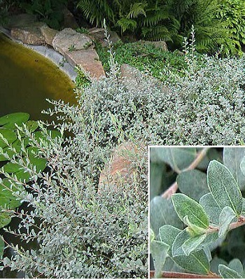 Верба повзуча 