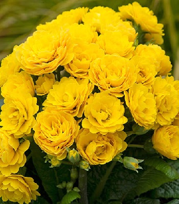 Примула "Pollyanna 'Sunny Yellow" 