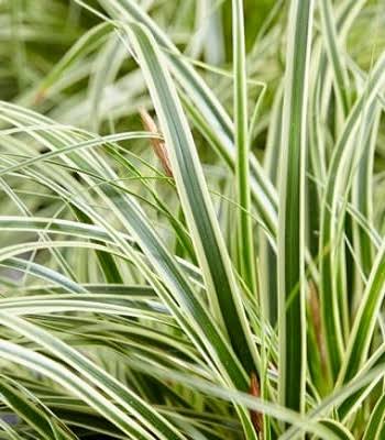 Carex "Moonlight"