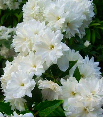 Чубушник "Frosty Morn"