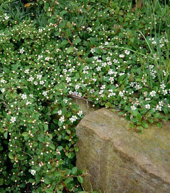 Кизильник "Rami" 