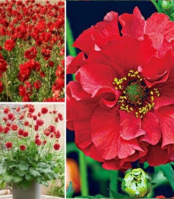 Гравілат "Samba Sunset" 