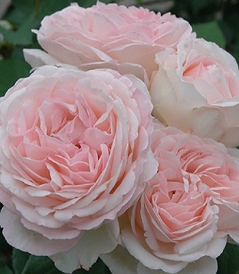 Троянда англійська "Claire Rose"