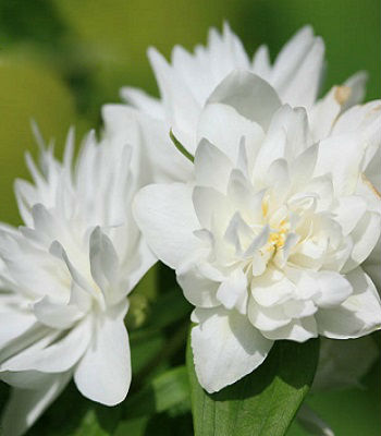 Чубушник "Minnesota Snowflake"