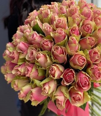 Троянда ч/г "Бель Роуз" 