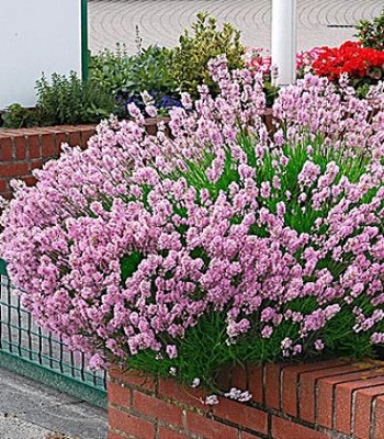 Лаванда "Rosea"