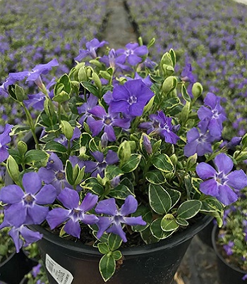 Барвінок "Ralph Shugert'" 