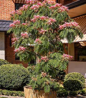 Альбіція іранська "Shidare"