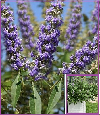 Вітекс священний "Magical Summertime Blues"