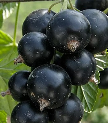 Смородина "Київський Велетень"