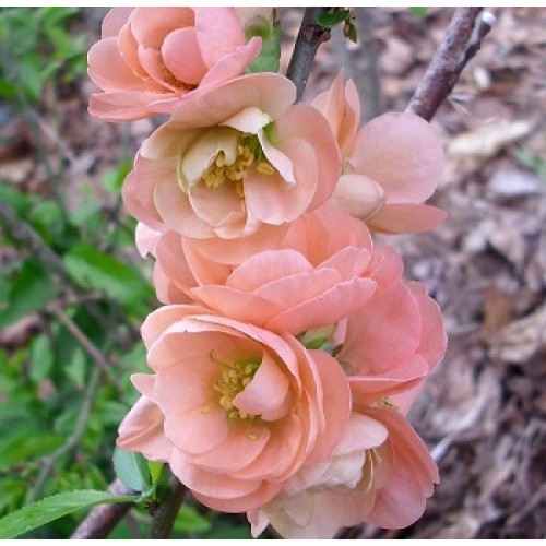 Хеномелес "Pink Queen"