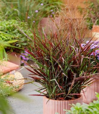 Panicum virgatum "Hot Rod"
