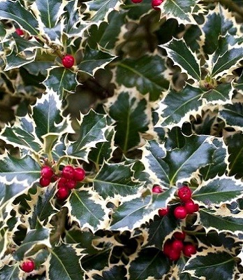 Падуб "Argentea Marginata" 