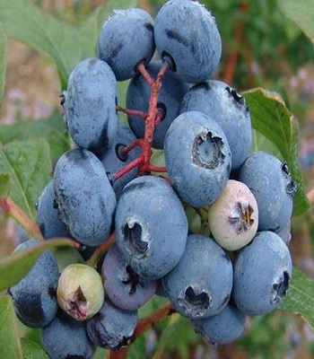 Лохина "Bonus" 