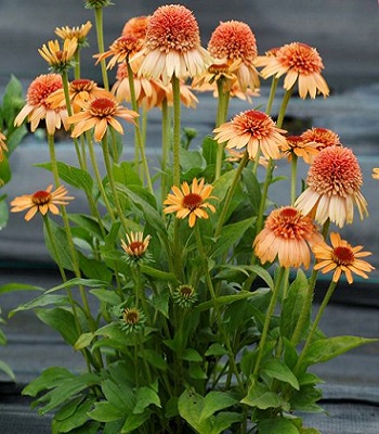 Ехінацея "Supreme" Cantaloupe" 