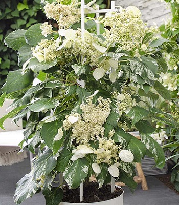 Схізофрагма гортензієвидна "Burst of Light" 