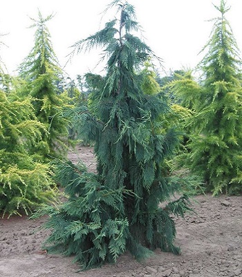 Кипарис  нутканський "Pendula" (Привитий)
