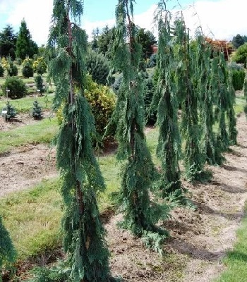 Кипарис нутканський "Strict Weeping" (Привитий)